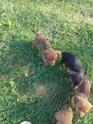 Căței teckel de vânzare 