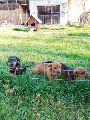 Căței teckel de vânzare  - imagine 5