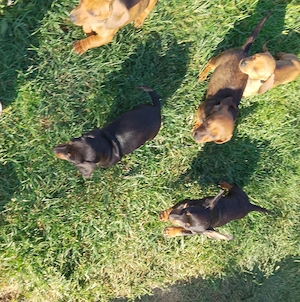 Căței teckel de vânzare  - imagine 2