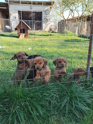 Căței teckel de vânzare  - imagine 4