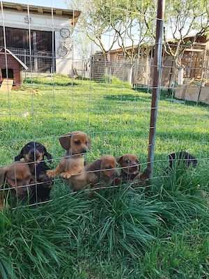 Căței teckel de vânzare  - imagine 3