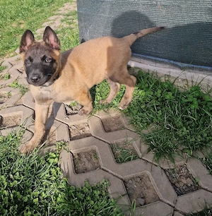 Mascul belgian malinois 