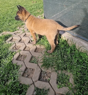 Mascul belgian malinois  - imagine 2