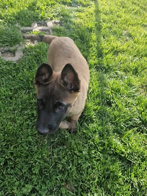 Mascul belgian malinois  - imagine 3