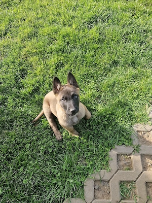 ciobănesc belgian malinois 