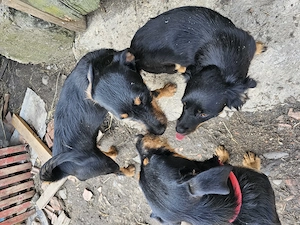 Femele de 1 jumatate de copoi ardelenesc si jagdterrier  - imagine 2