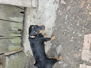 Femele de 1 jumatate de copoi ardelenesc si jagdterrier  - imagine 4