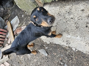 Femele de 1 jumatate de copoi ardelenesc si jagdterrier  - imagine 3