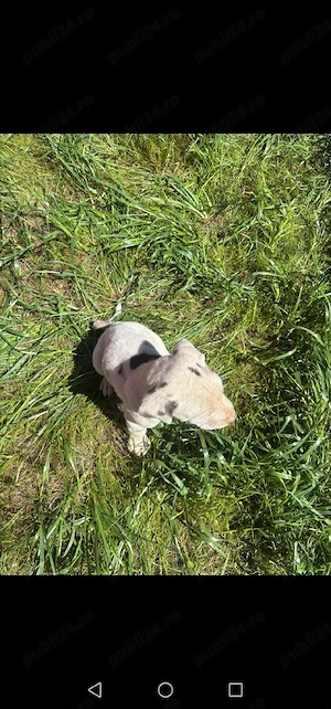 Căței dog german  - imagine 2