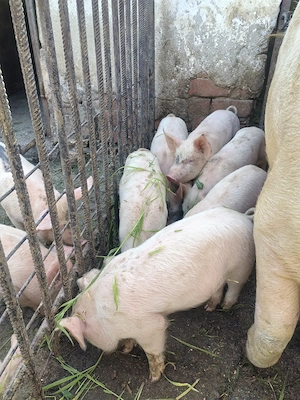 Purcei 8 săptămâni  - imagine 3