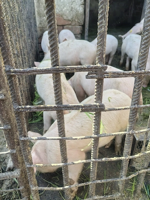 Purcei 8 săptămâni  - imagine 2