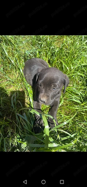 Căței dog german  - imagine 3