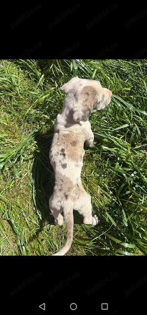 Căței dog german  - imagine 5