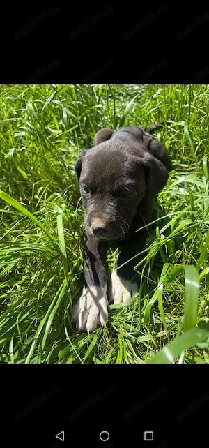 Căței dog german  - imagine 4