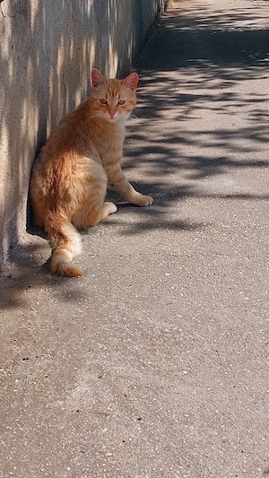 Pisica blândă și jucăușă  - imagine 2