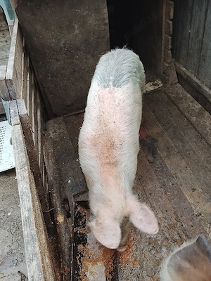 vând două purcele la 50 de kg bucata preț 700 de lei bucata 