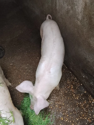 vând două purcele la 50 de kg bucata preț 700 de lei bucata  - imagine 2