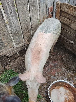 vând două purcele la 50 de kg bucata preț 700 de lei bucata  - imagine 4