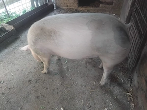 Porc de vânzare 