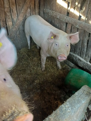 vând 2 porci - imagine 3