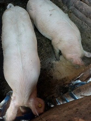 vând 2 porci - imagine 4