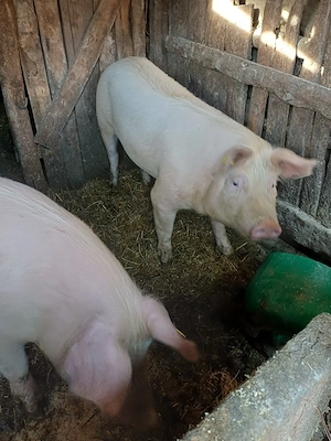 vând 2 porci