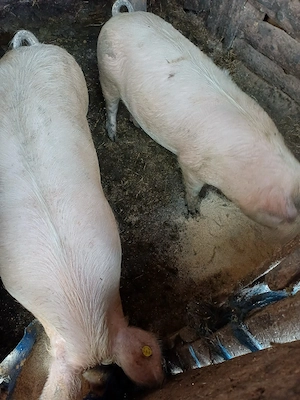 vând 2 porci - imagine 5