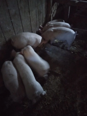 purcei de 9 săptămâni marele alb.  - imagine 5