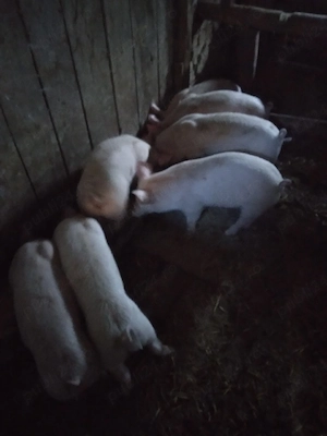 purcei de 9 săptămâni marele alb.  - imagine 2