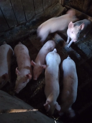 purcei de 9 săptămâni marele alb.  - imagine 4