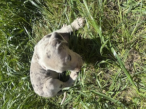 Vand pui Dog German(Great Dane)  - imagine 4