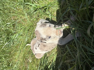 Vand pui Dog German(Great Dane)  - imagine 5