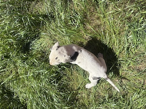 Vand pui Dog German(Great Dane)  - imagine 3