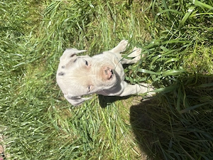 Vand pui Dog German(Great Dane)  - imagine 2