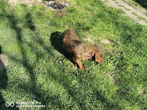 Teckel pitic arlequin masculin cauta perechea  - imagine 5