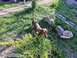 Teckel pitic arlequin masculin cauta perechea 