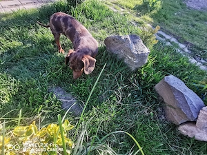 Teckel pitic arlequin masculin cauta perechea  - imagine 2