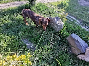 Teckel pitic arlequin masculin cauta perechea  - imagine 3