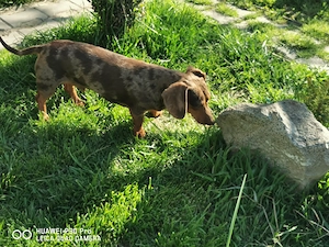 Teckel pitic arlequin masculin cauta perechea  - imagine 4