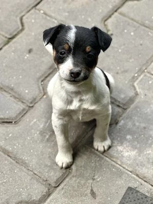 Pui Jack Russell Terrier   Născuți pe 1 Martie 1 fetiță și 1 băiat