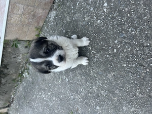 Căței Ciobănești !  - imagine 3