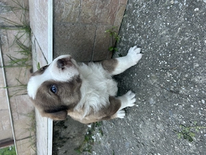 Căței Ciobănești !  - imagine 4