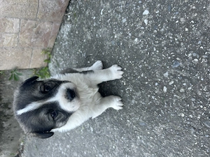 Căței Ciobănești !  - imagine 2