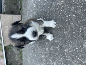 Căței Ciobănești ! 