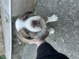 Căței Ciobănești !  - imagine 5