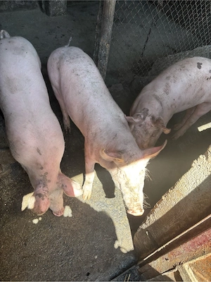 Vand Porci - imagine 3