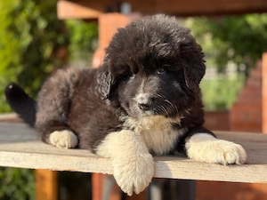 ciobanesc mascul - imagine 2