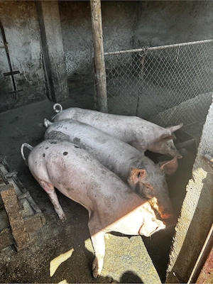 Vand Porci - imagine 4