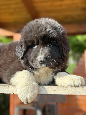 ciobanesc mascul - imagine 5