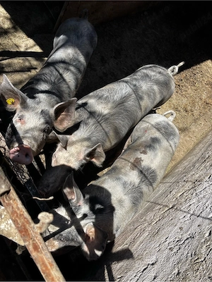 Vand Porci - imagine 5